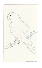 Load image into Gallery viewer, ARIBA Minori Coloring Card - Parakeet